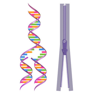Mechanism of DNA replication. Replication model with zipper