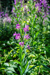 Fireweed plant blooming in summer