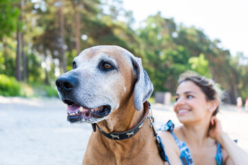 Rhodesian Ridgeback dog portrait on the beach. Cute woman toothy smiling on background. 