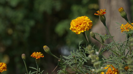 marigold flowers 
