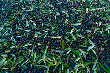 Molino de aceite, Arbeca, Les Garrigues, Lleida, Catalunya, Spain