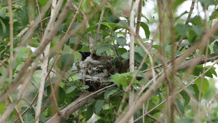 a beautiful bird in his nest