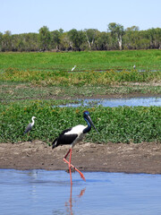 Australia, alligator river, Kakadu national park, black necked stork, ephippiorhynchus asiaticus