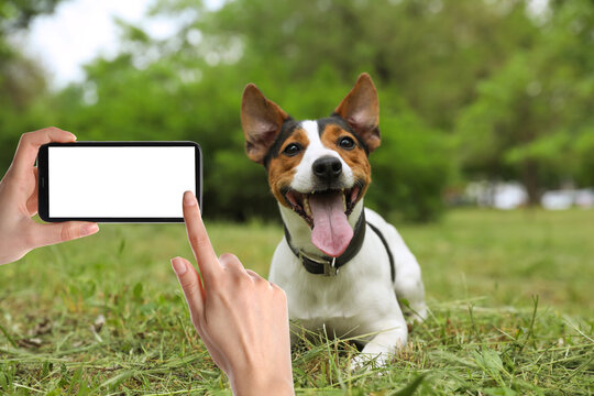Young woman taking photo of cute dog on green grass, closeup
