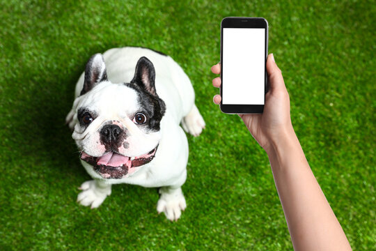 Young woman taking photo of cute  dog on green grass, closeup