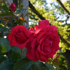 Red Flowering grand hotel rose