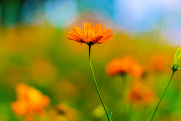 beautiful flowers in summer air