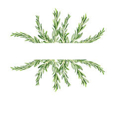 Green rosemary branches border on white background. Hand drawn watercolor illustration.
