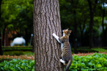 cat in tree