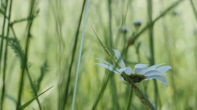 field of daisies, withe beauty with a guest a longhorn beetle lifes way to show love for all creatures on this earth Margarite mit Bockk&auml;fer als Besucher slowmotion, 4k fhd