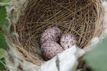 birds chicks with its nest and eggs 