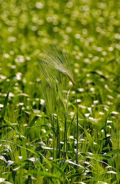 Epie de ble , ear of wheat