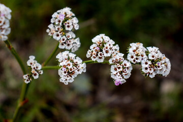 flower, nature, 