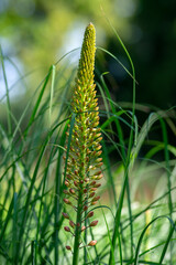 Eremurus isabellinus pinocchio cleopatra flowering ornamental plant, beautiful pink orange foxtail lily flowers starting bloom