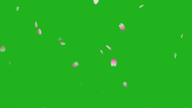 Falling rose petals motion graphics with green screen background