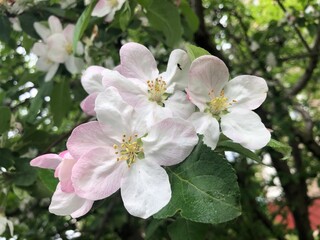Blooming Apple tree. White-pink delicate flowers with five petals on branches with green leaves