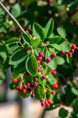 Amelanchier lamarckii ripe and unripe fruits on branches, group of berry-like pome fruits called serviceberry or juneberry