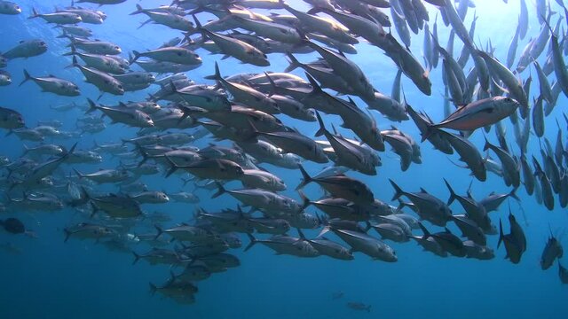 dive with school of jackfish 