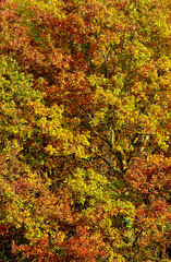 feuilles d'automne, leaves autumn
