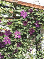 Beautiful climbing purple blooming clematis on the wall of the garden gazebo