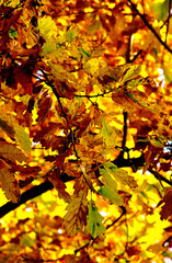 feuilles d'automne, leaves autumn
