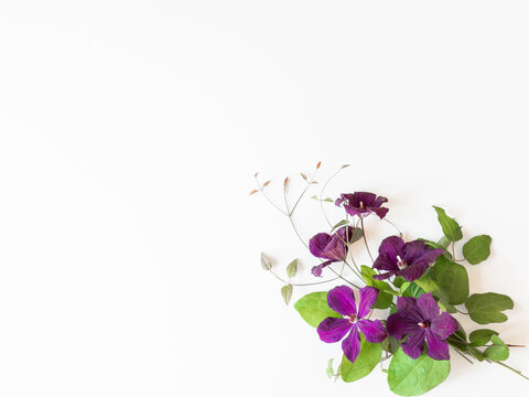 Flat lay composition of purple clematis flowers and leaves isolated on white. Top view.