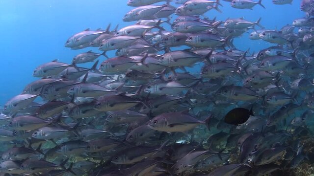 dive with school of jackfish 