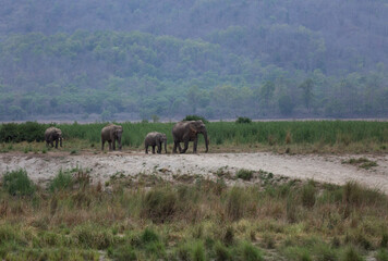 Asiatic elephants in its habitat at Ram Ganga river, Wildlife National Park, India