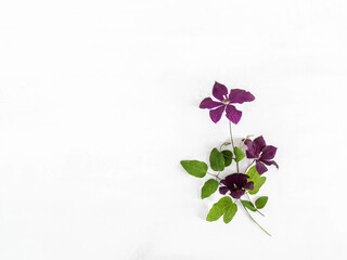 Flat lay composition of purple clematis flowers and leaves isolated on white. Top view.