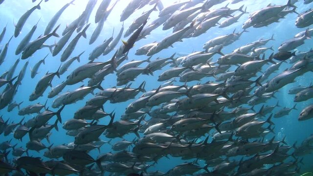 dive with school of jackfish 