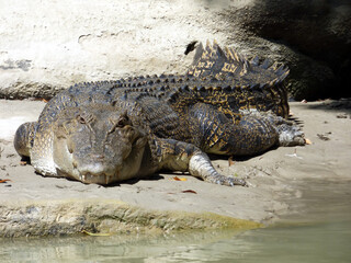 Australia, alligator river, kakadu, Alligator rests on the bank of the River observing us