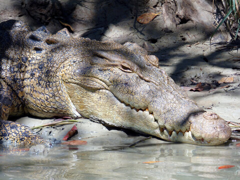 Australia, alligator river, kakadu, Alligator rests on the bank of the River observing us