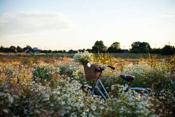bike with basket with flowers against daisy field  background