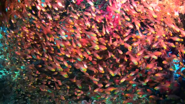 glass fish 
