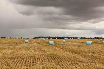 Landscape with hay bales in plastic wrap on autumn field