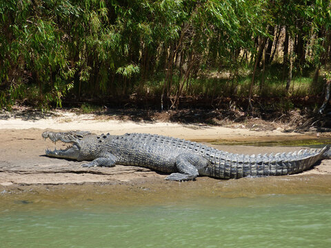 Australia, alligator river, kakadu, Alligator emerging