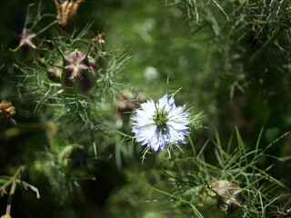 love-in-a-mist what a pretty name and so true, this is the love of the univers, jungfer im gruenen