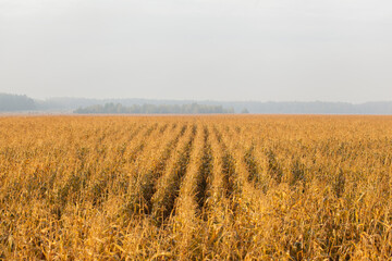 Field of dry corn on a background of gray clouds