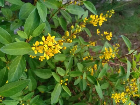 flowering plants Caesalpinia sepang