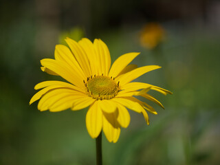 yellow daisy flower margarite in gelb der Sonne nachempfunden, she looks like the little sister of the sun this beauty