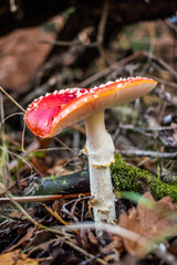 a toadstool or fly agaaric on the forest floor