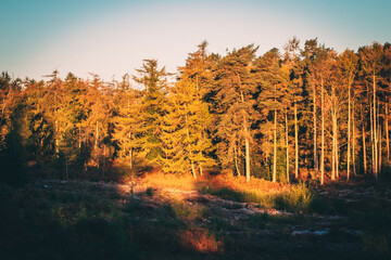 Fototapeta premium sunlight hitting pine trees in a forest