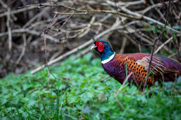 Majestic Wandering Pheasant 