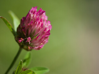 pretty in Pink mother earth nice little child Trifolium or shamrock called
