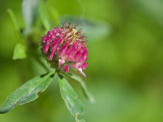 look at me I'm pretty in pink this clove or Trifolium or shamrock or Klee in Pink 