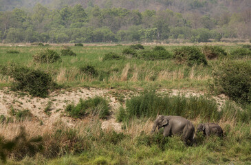 Naklejka na ściany i meble Asiatic elephants in the grassland, Wildlife National Park, India