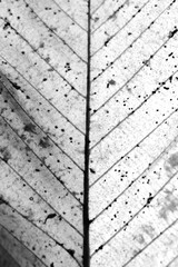 brown leave close up