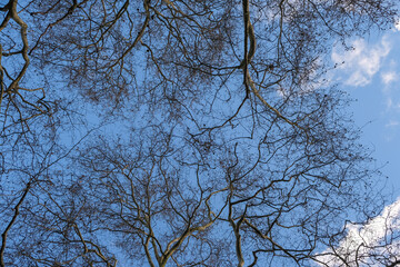 A view of a blue sky looking up through trees