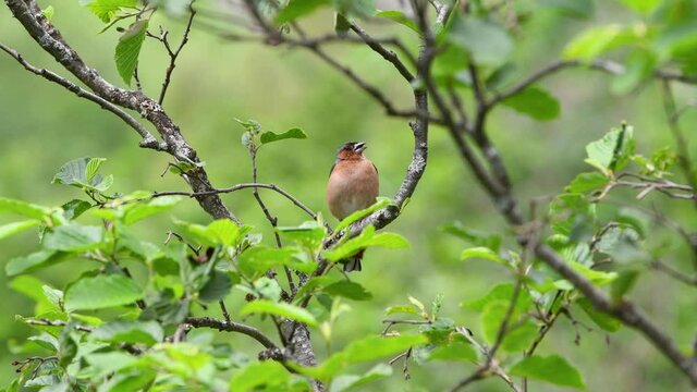 Chaffinch Singing