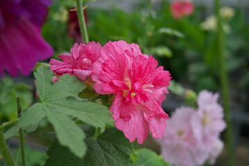 ピンクの花びらのタチアオイ
